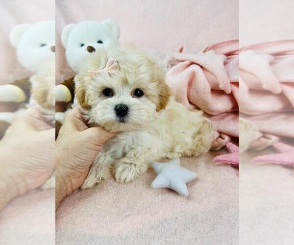 Medium Photo #8 Cavapoo (Toy) Puppy For Sale in NEW YORK, NY, USA