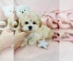 Small #7 Cavapoo (Toy)