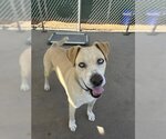 Small Photo #1 Labrador Retriever-Unknown Mix Puppy For Sale in Chula Vista, CA, USA