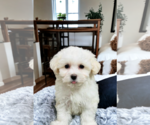 Small #6 Maltese