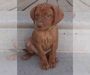 Vizsla Puppy for Sale in ALPINE, Texas USA