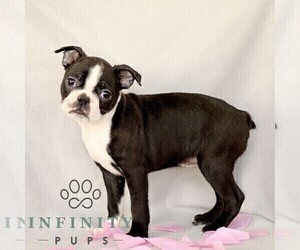 Boston Terrier Puppy for sale in RONKS, PA, USA