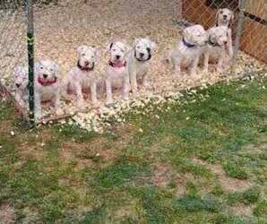 Dogo Argentino Puppy for Sale in KENNESAW, Georgia USA