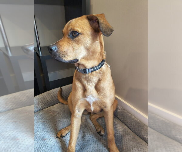 Medium Photo #3 Mutt Puppy For Sale in Candler, NC, USA