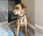 Small #2 Mutt