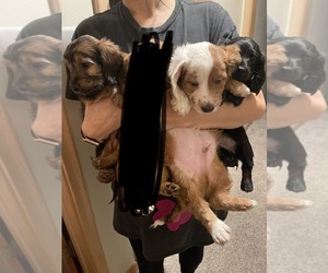 Dachshund Puppy for sale in SOMERSET, WI, USA