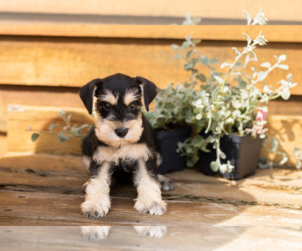 Medium Photo #3 Schnauzer (Miniature) Puppy For Sale in NAPPANEE, IN, USA
