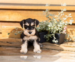 Small #2 Schnauzer (Miniature)