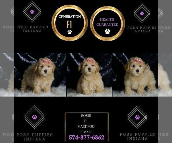 Medium Photo #5 Maltipoo (Miniature) Puppy For Sale in WARSAW, IN, USA