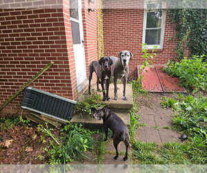 Rocky - Male Great Dane Dog for Adoption - Photo #2