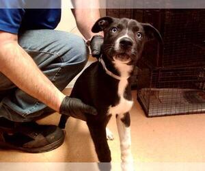 Labrador Retriever-Unknown Mix Dogs for adoption in Martinez, CA, USA