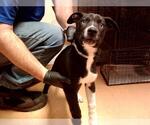 Small Labrador Retriever Mix