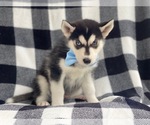Small Photo #8 Siberian Husky Puppy For Sale in LAKELAND, FL, USA