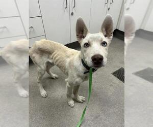 Siberian Husky-Unknown Mix Dogs for adoption in HESPERIA, CA, USA