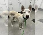 Small Siberian Husky Mix