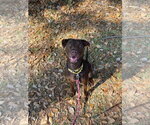 Small #5 American Staffordshire Terrier-Labrador Retriever Mix