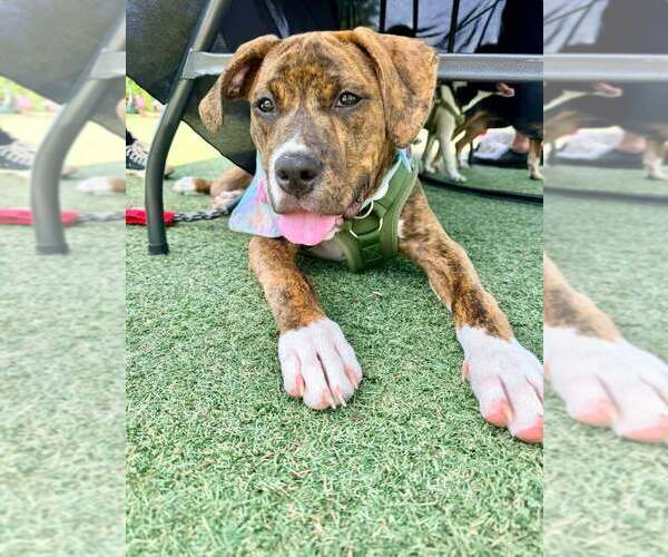 Medium Photo #11 Mutt Puppy For Sale in Candler, NC, USA