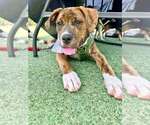 Small #10 Mutt