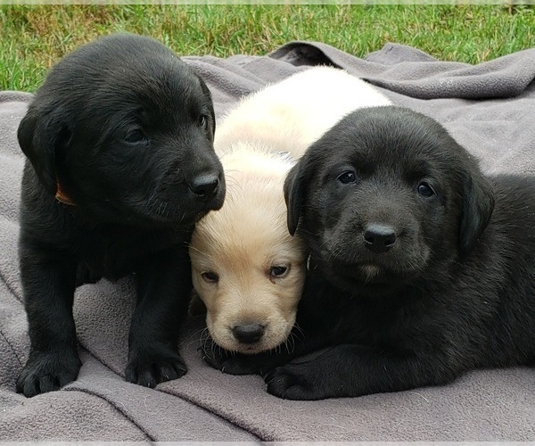 Medium Photo #6 Labrador Retriever Puppy For Sale in OLYMPIA, WA, USA