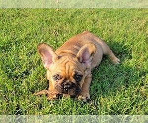 French Bulldog Puppy for sale in SUFFOLK, VA, USA