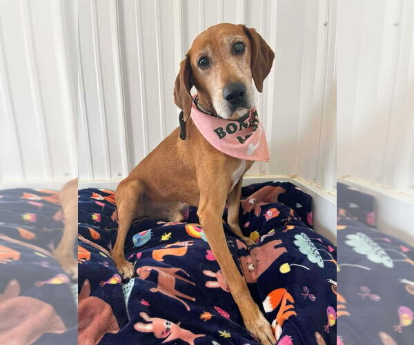 Medium Photo #2 Mutt Puppy For Sale in Osgood, IN, USA