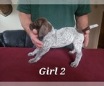 Small Photo #3 German Shorthaired Pointer Puppy For Sale in N SYRACUSE, NY, USA