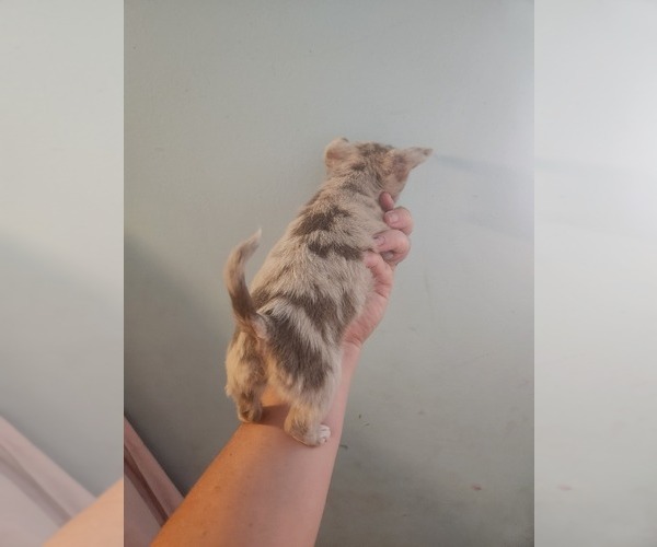 Medium Photo #1 Chihuahua Puppy For Sale in MORRIS, AL, USA