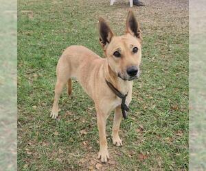 German Shepherd Dog-Unknown Mix Dogs for adoption in Conroe, TX, USA