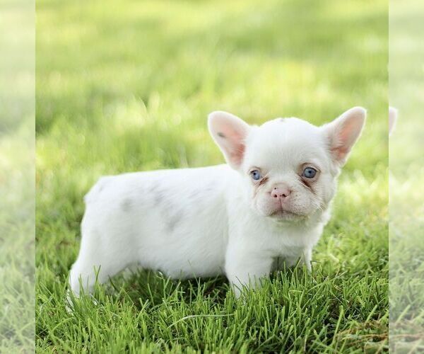 Medium Photo #5 French Bulldog Puppy For Sale in RONKS, PA, USA