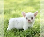 Small #4 French Bulldog