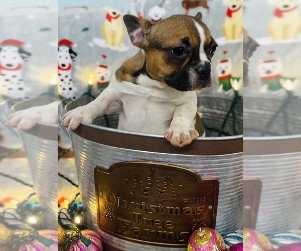 Medium Photo #11 French Bulldog Puppy For Sale in CINCINNATI, OH, USA