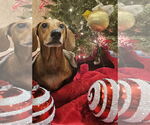 Small #17 Dachshund