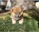 Small Shiba Inu