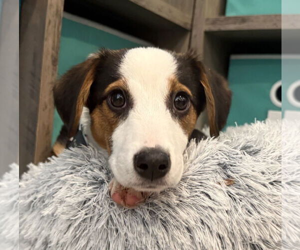 Medium Photo #3 Australian Shepherd-Beagle Mix Puppy For Sale in Wakefield, RI, USA