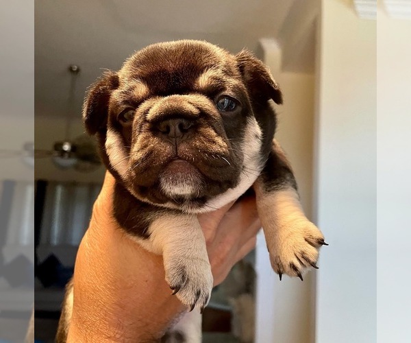 Medium Photo #1 Bulldog Puppy For Sale in BALCH SPRINGS, TX, USA
