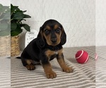 Small #5 Dachshund