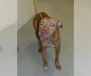 American Pit Bull Terrier Dogs for adoption in Sanford, FL, USA