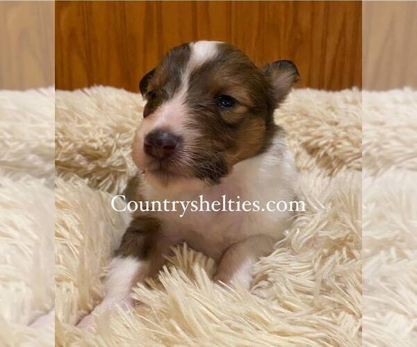 Medium Photo #2 Shetland Sheepdog Puppy For Sale in GRAFTON, OH, USA