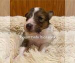 Small #1 Shetland Sheepdog