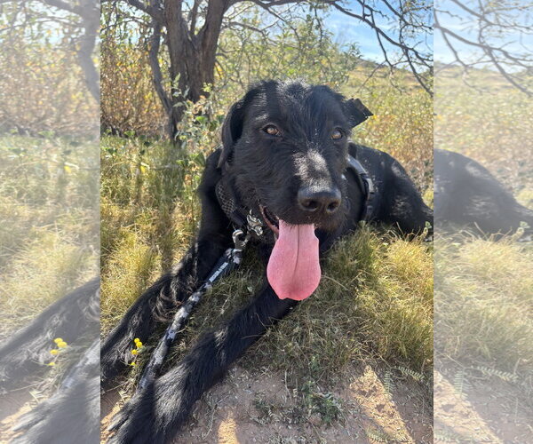 Medium Photo #2 German Wirehaired Pointer-Unknown Mix Puppy For Sale in Chandler, AZ, USA
