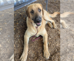 Small #1 Anatolian Shepherd Mix