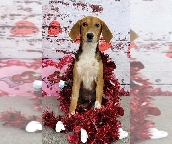 Medium Photo #13 Beagle-Unknown Mix Puppy For Sale in Las Vegas, NV, USA