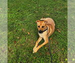 Small #2 Black Mouth Cur Mix