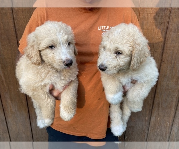 Medium Photo #1 Pyredoodle Puppy For Sale in DOVER, MO, USA