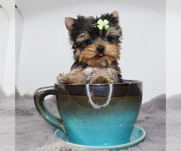 Medium Photo #3 Yorkshire Terrier Puppy For Sale in LOS ANGELES, CA, USA