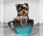 Small #2 Yorkshire Terrier