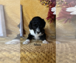 Puppy 4 F2 Aussiedoodle-Poodle (Miniature) Mix