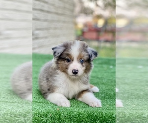 Miniature Australian Shepherd Dog for Adoption in EL CAMPO, Texas USA