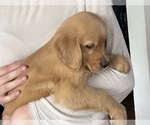 Small Photo #1 Golden Retriever Puppy For Sale in WARWICK, RI, USA