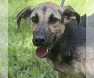 German Shepherd Dog Dogs for adoption in Yardley, PA, USA